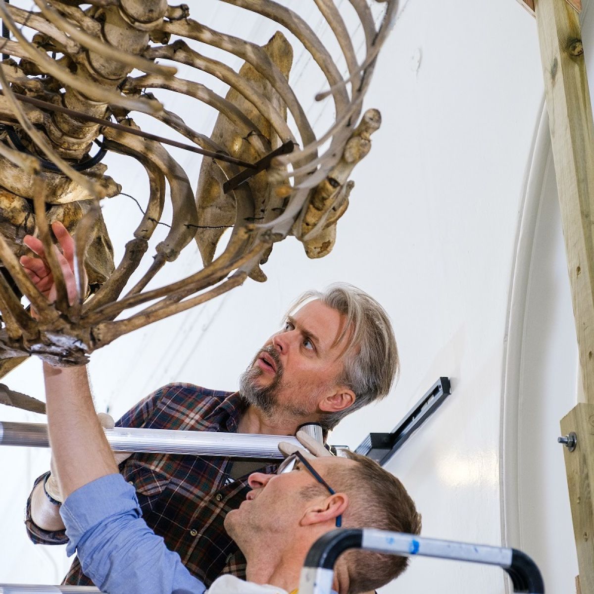 Nigel Larkin And Phil Rye Dismantling Skeletons That Are Suspended From The Ceiling