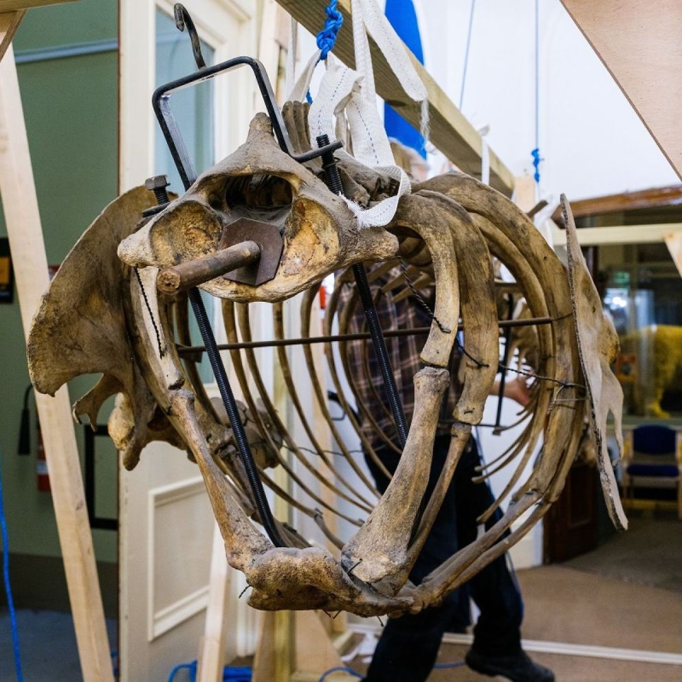 Fragile marine skeletons dismantled and taken away for vital ...