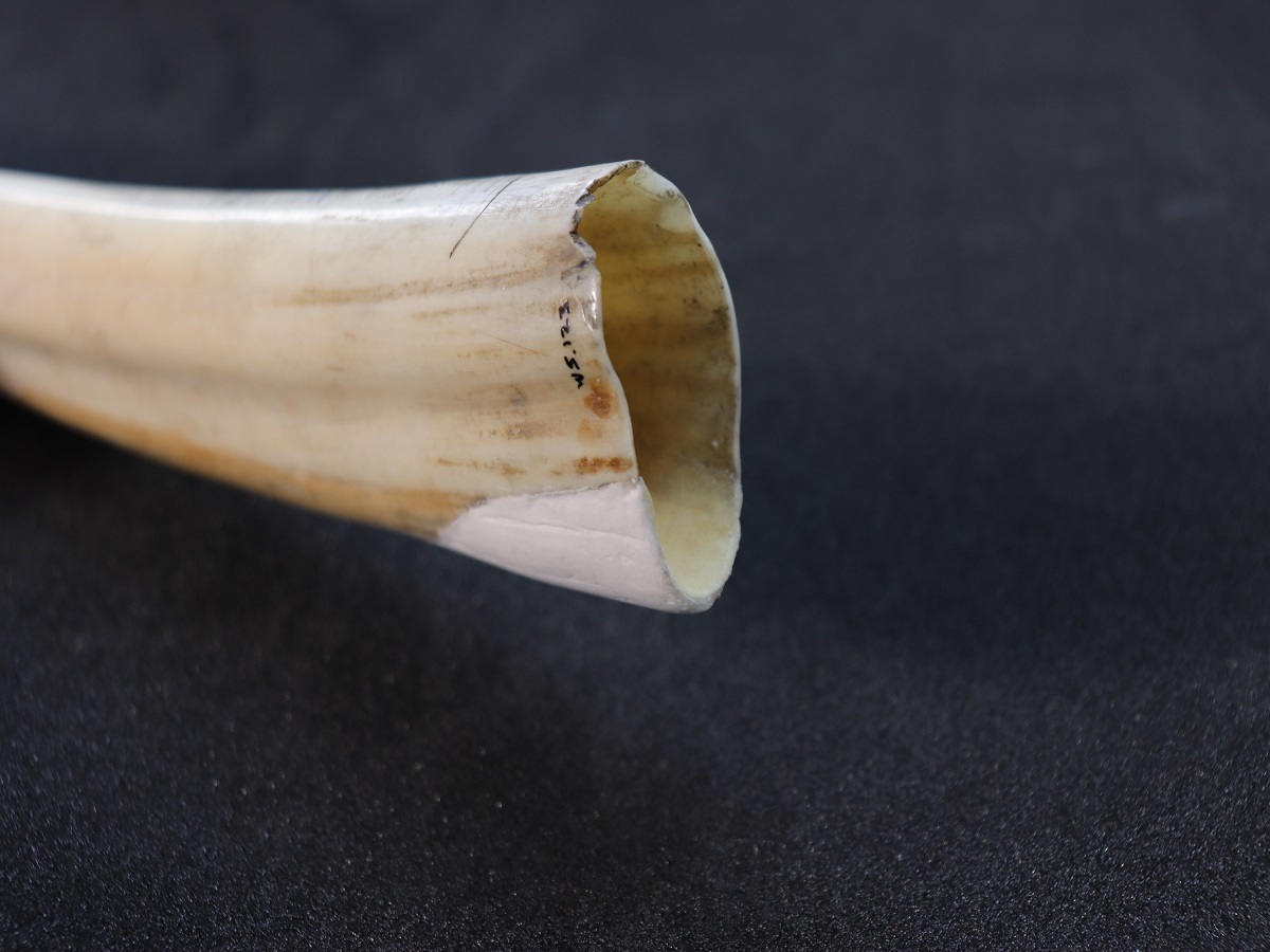 Close up of conserved Walrus Tusk