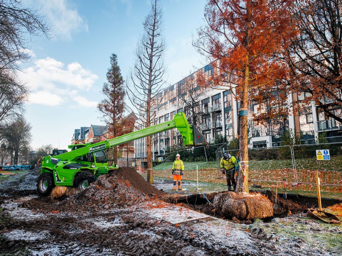 New trees planted